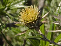 Carlina calicifolia